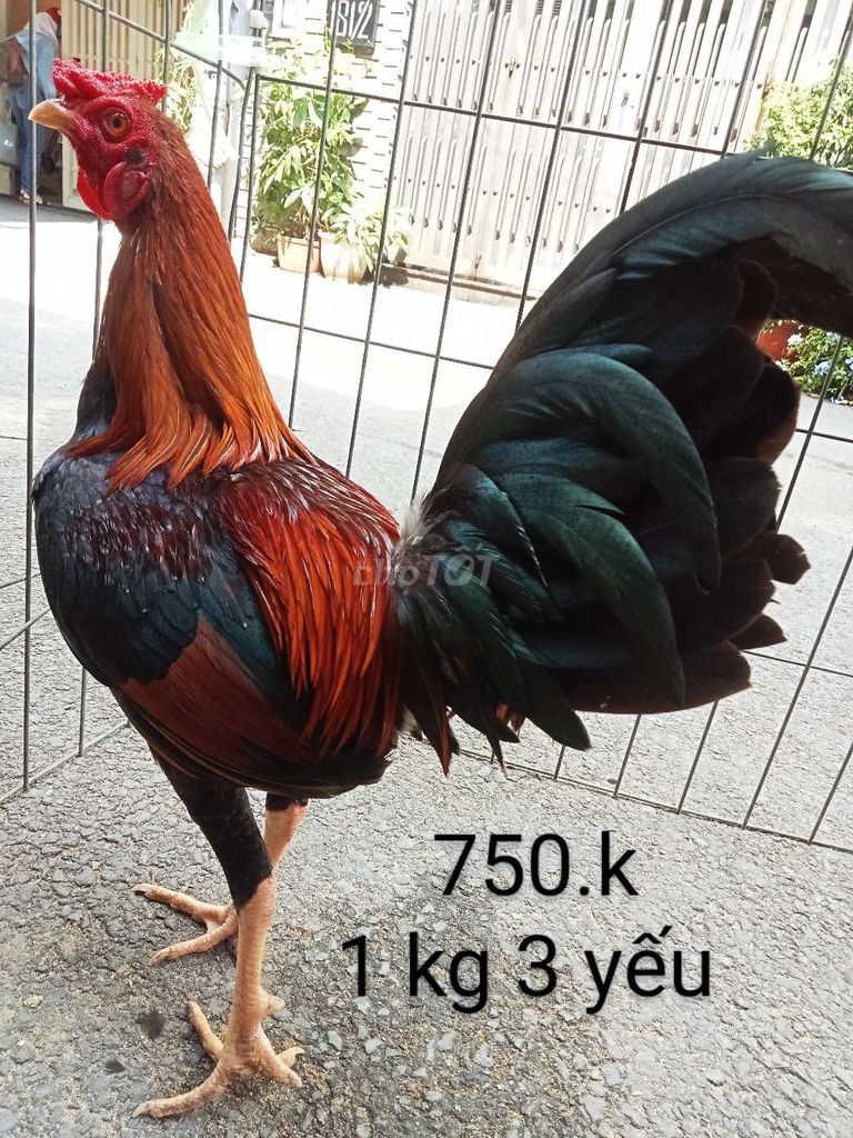 Điều châp 1 kg 3 gà zin