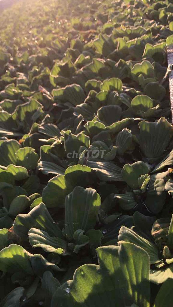 Cây Bèo Nuôi Ốc To hơn bàn tay 10k/3cây. Mua bán Cây cảnh, đồ trang trí tại Thị xã Bến Cát Bình Dương được đăng bởi Thanh Quyền hình 1