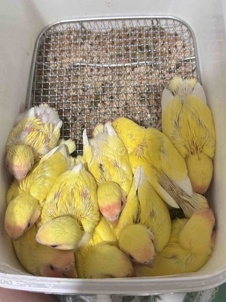 Chim Lovebird non Vàng Khỏe mạnh. Mua bán Chim tại Thị xã Gò Công Tiền Giang được đăng bởi Huỳnh Phong hình 1