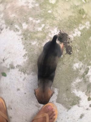 Bán chó con Phú Quốc. Mua bán Chó tại Huyện Châu Thành Tây Ninh được đăng bởi Van Cau