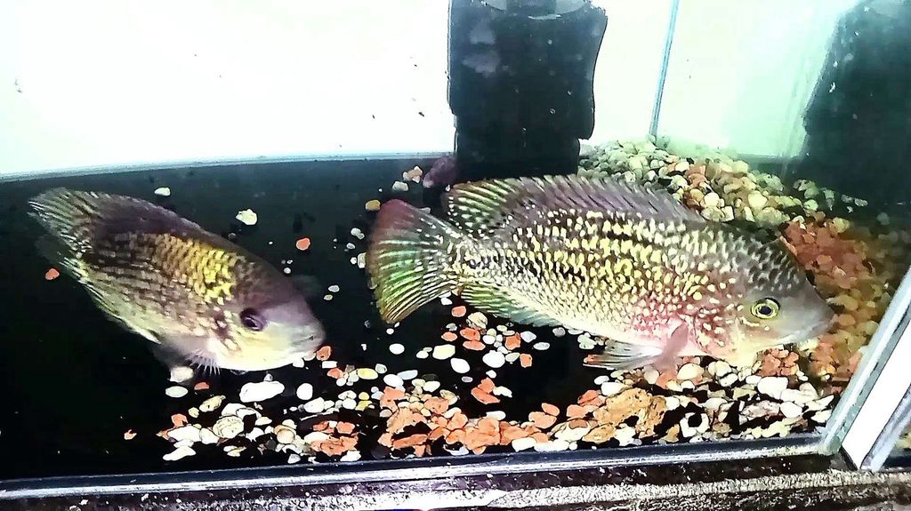 Cá cảnh KFA F1 2 ngón. Mua bán Thú cưng khác tại Quận 3 Tp Hồ Chí Minh được đăng bởi Thái Anh hình 1