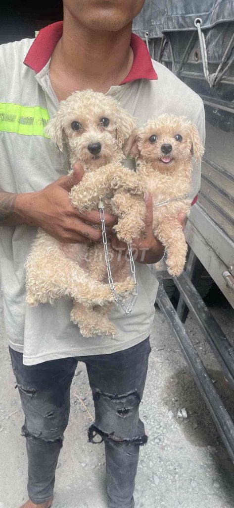 Chó Poodle Vàng kem. Mua bán Chó tại Huyện Đức Hòa Long An được đăng bởi Ah Đô hình 1