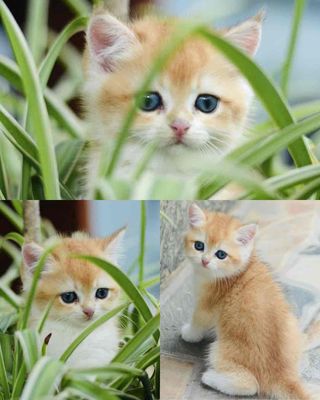 HOT!! MÈO GOLDEN NY12 SẴN SÀNG CÙNG SEN VỀ NHÀ MỚI. Mua bán Mèo tại Huyện Thanh Trì Hà Nội được đăng bởi Diệu Thảo