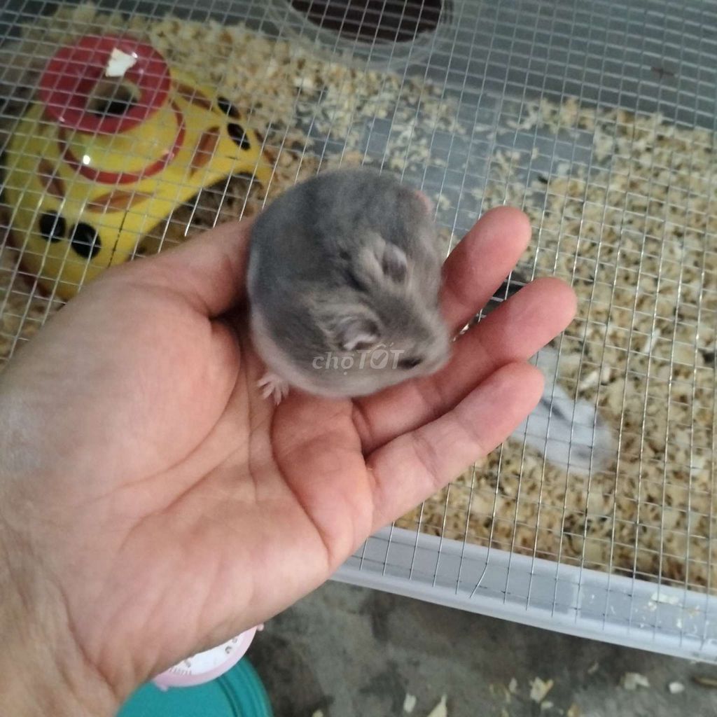 Chuột Hamster Xám Trắng. Mua bán Thú cưng khác tại Huyện Hàm Tân Bình Thuận được đăng bởi Hiếu  Nguyễn  hình 1