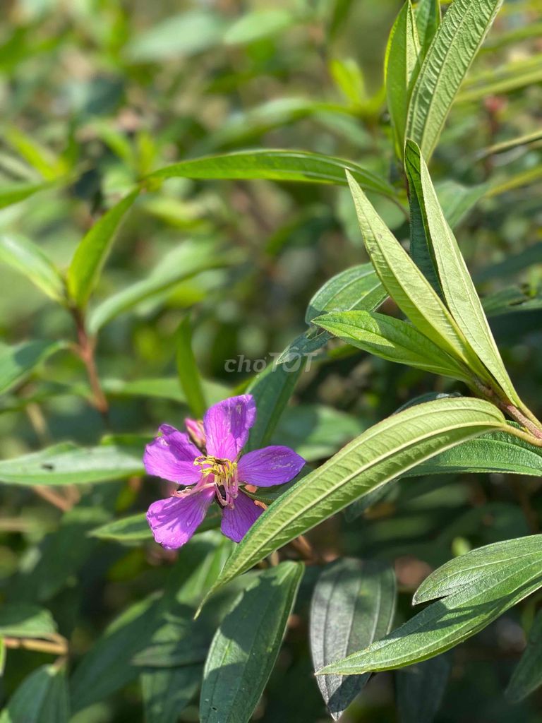 Nhà Vườn Nghỉ Dướng - Quán Ăn Sân vườn Nhơn Trạch. Mua bán đất tại Huyện Nhơn Trạch Đồng Nai được đăng bởi Đạt Lê hình 4