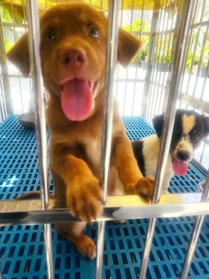 Chó con 3 tháng tuổi. Mua bán Chó tại Quận 5 Tp Hồ Chí Minh được đăng bởi Miss Na