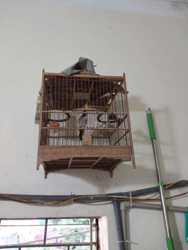 Chim chào mào 6 tháng. Mua bán Chim tại Quận Long Biên Hà Nội được đăng bởi Hoa Phong Lan hình 1