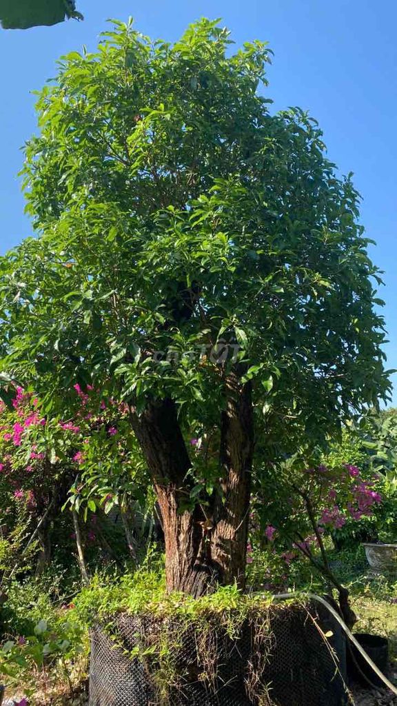 Cây cảnh Lộc vừng 200c. Mua bán Cây cảnh, đồ trang trí tại Huyện Vĩnh Cửu Đồng Nai được đăng bởi Tiến Đoàn hình 1