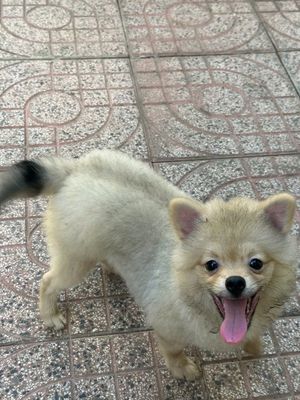 Bé trai Phốc sốc 6 tháng tuổi tìm nhà mới