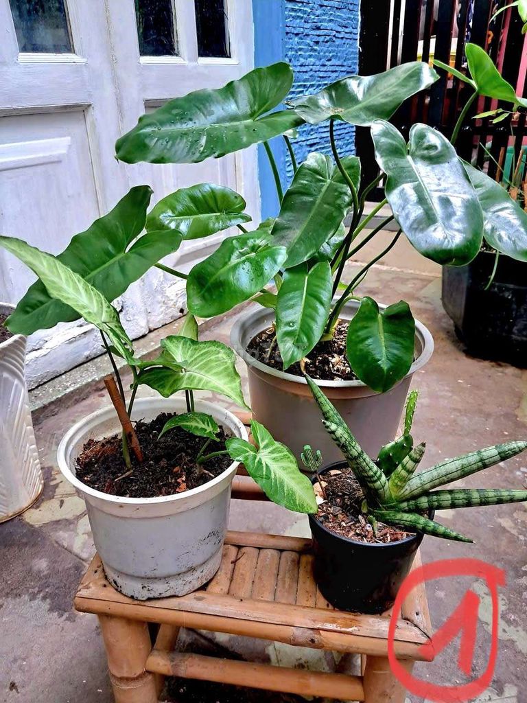 Cây cảnh để bàn Trầu bà Lưỡi hổ chậu sứ. Mua bán Cây cảnh, đồ trang trí tại Quận 4 Tp Hồ Chí Minh được đăng bởi Khánh Ngân hình 1