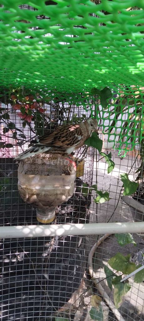 Chim Mái bông Vân rồng. Mua bán Chim tại Huyện Vũng Liêm Vĩnh Long được đăng bởi Vĩnh  hình 1