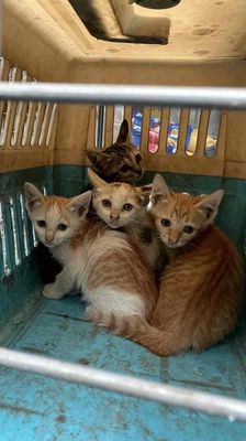 đàn mèo tam thể đẹp. Mua bán Mèo tại Quận Hoàng Mai Hà Nội được đăng bởi Nguyễn Tâm An