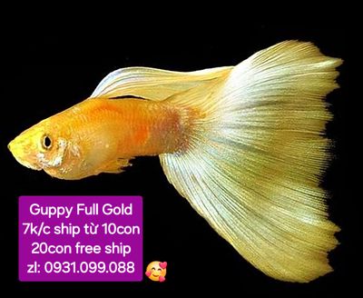 Guppy Full Gold giá rẻ 7k/con ship tận nơi. Cod