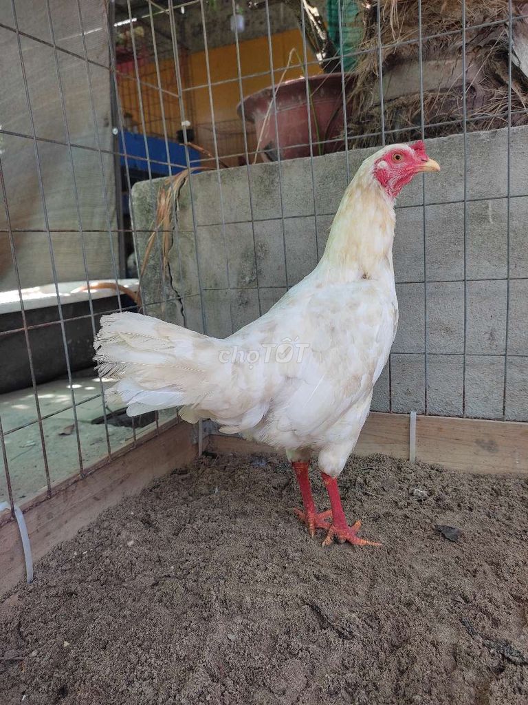Gà mái 1.9kg màu Trắng. Mua bán Gà tại Quận 12 Tp Hồ Chí Minh được đăng bởi gà nòi sanh sữa  hình 1