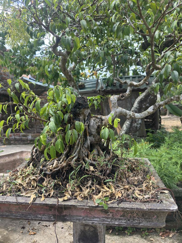 Cây cảnh Bonsai. Mua bán Cây cảnh, đồ trang trí tại Huyện Thái Thụy Thái Bình được đăng bởi bùi hiếu hình 1