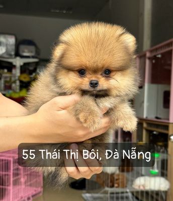 ở đây có nhiều poodle đẹp , rẻ 55 thái thị bôi. Mua bán Chó tại Quận Thanh Khê Đà Nẵng được đăng bởi Anh Thy Nguyen