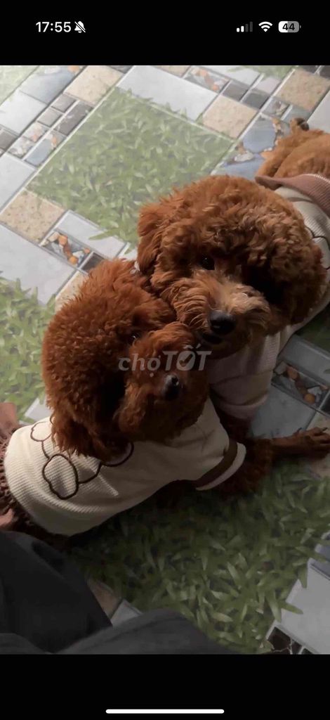 Bán gấp gia đình poodle: 1 bố, 1 mẹ và 3 con. Mua bán Chó tại Thành phố Biên Hòa Đồng Nai được đăng bởi Lu Lu hình 1