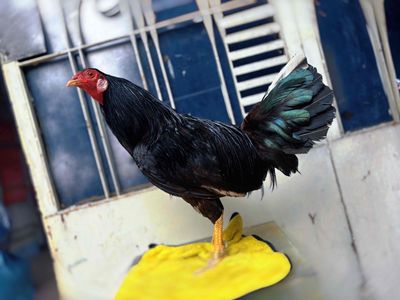 Gà Ô Jap Lục Đinh 1K250. Mua bán Gà tại Quận Bình Thạnh Tp Hồ Chí Minh được đăng bởi ThảoAnh Chuyên Gà Ô
