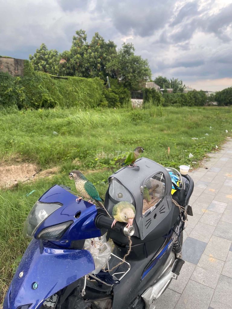 Vẹt Green-cheeked Blue và Blue nhạt. Mua bán Chim tại Thành phố Thủ Đức Tp Hồ Chí Minh được đăng bởi Mỹ Mỹ hình 1