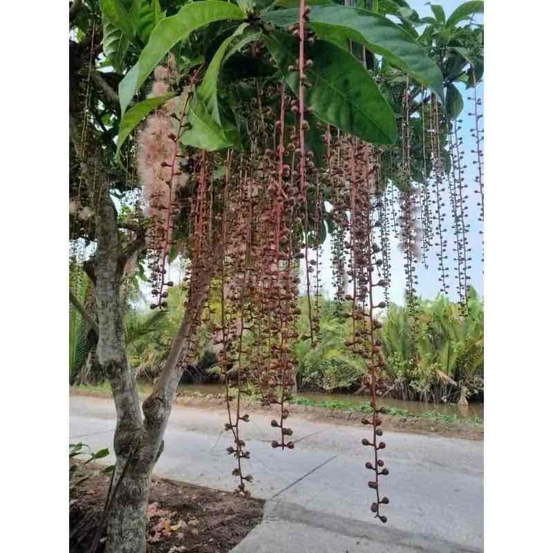 Cây Lộc Vừng Trắng Hồng. Mua bán Cây cảnh, đồ trang trí tại Huyện Bình Chánh Tp Hồ Chí Minh được đăng bởi shopmia hình 1