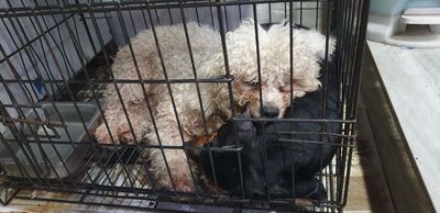 thanh lý nhanh cho ai thật sự yêu thương.. Mua bán Chó tại Quận Liên Chiểu Đà Nẵng được đăng bởi Hùng