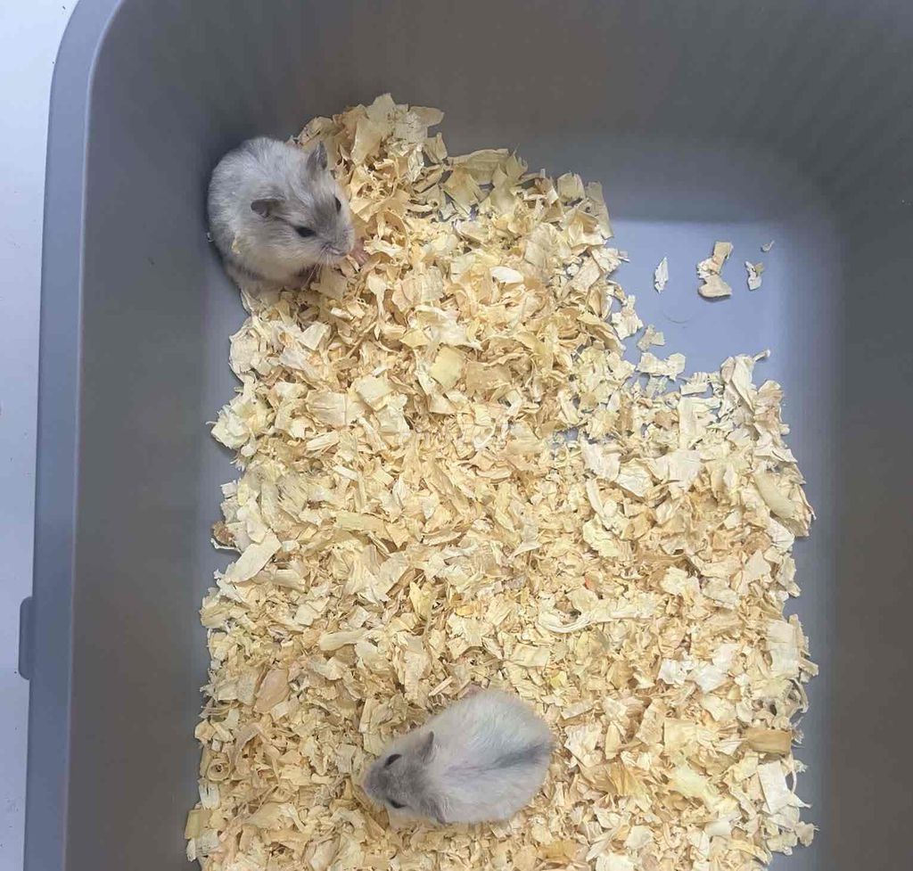 Chuột Hamster WW Trắng cute 🐹. Mua bán Thú cưng khác tại Huyện Thanh Trì Hà Nội được đăng bởi Vũ Hà hình 1