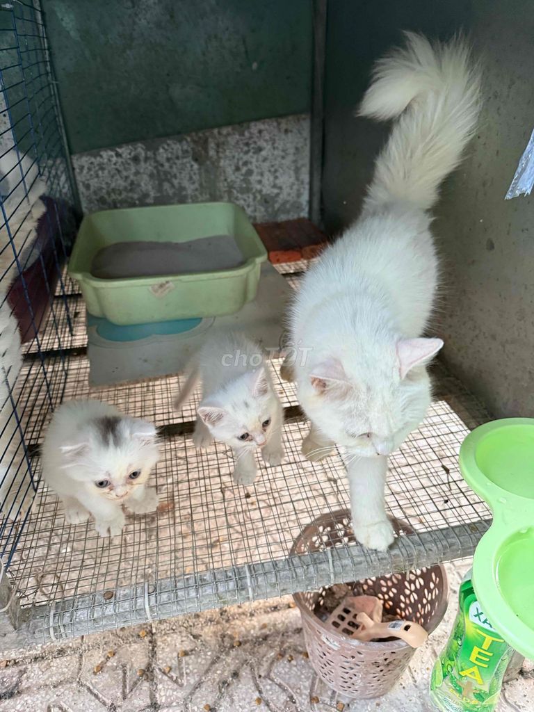 Mèo Anh lông dài nhỏ đực 1.5 tháng. Mua bán Mèo tại Thành phố Vĩnh Long Vĩnh Long được đăng bởi Nguyễn Thành Tâm hình 1