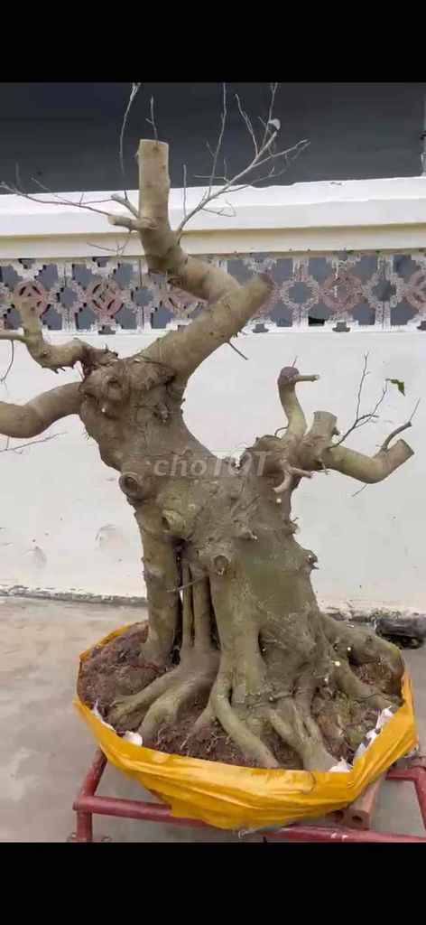 Cây cảnh Xanh Nam Điền. Mua bán Cây cảnh, đồ trang trí tại Huyện Tiên Lãng Hải Phòng được đăng bởi Lê Đức toản  hình 1