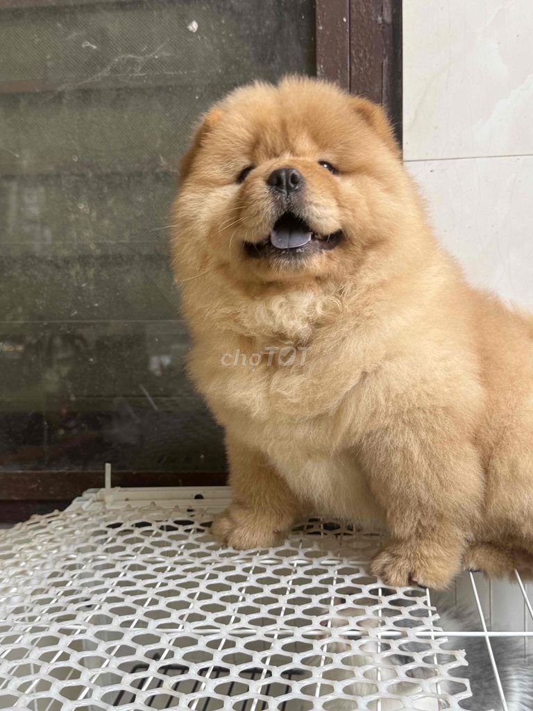 Chó Chow Chow vàng lông dày. Mua bán Chó tại Quận Cái Răng Cần Thơ được đăng bởi bảo linh hình 1