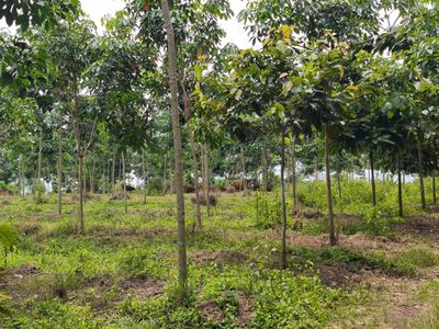 cho thuê đất làm trang trại, chăn nuôi