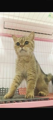 Golden cái mõm ngắn ny25