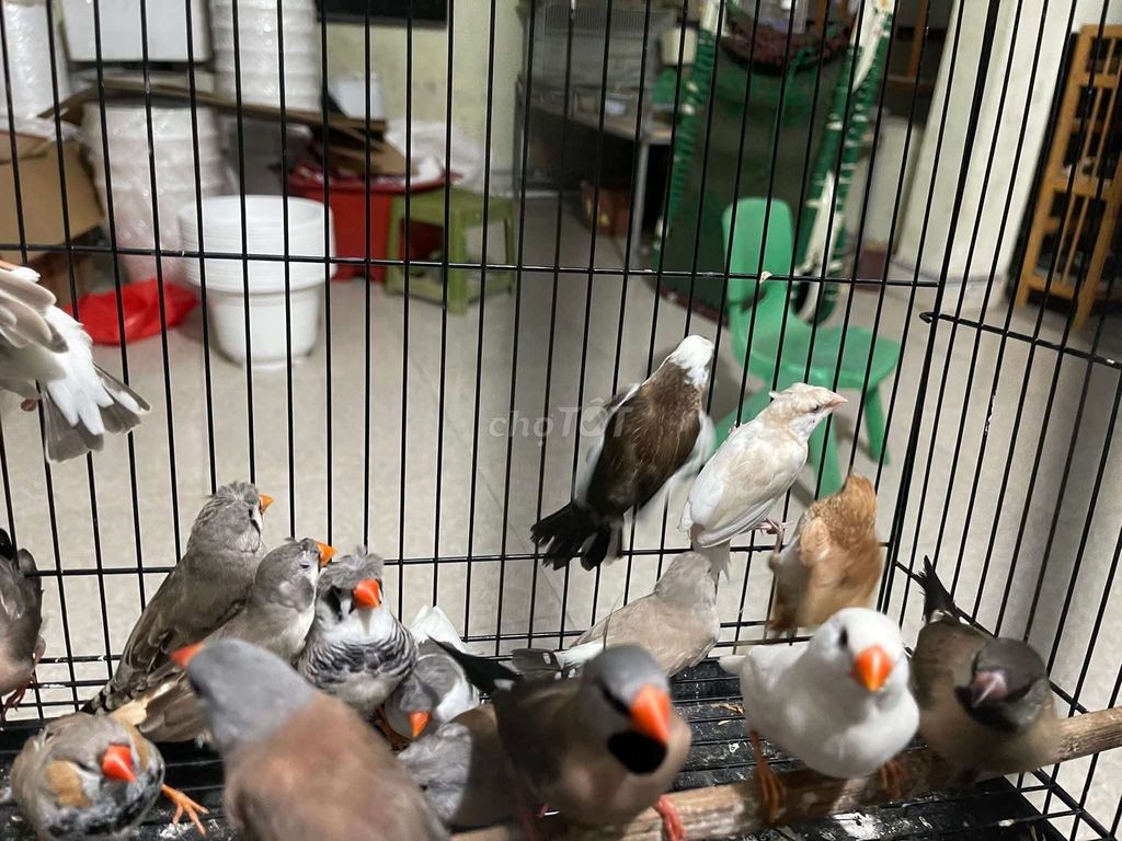 Chim Manh manh Nhiều màu. Mua bán Chim tại Quận Long Biên Hà Nội được đăng bởi tổng kho gia dụng  hình 1