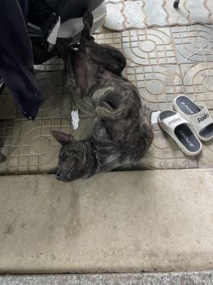 Chó phú quốc vẹm đốm lưỡi. Mua bán Chó tại Quận Ngũ Hành Sơn Đà Nẵng được đăng bởi Dịu Nguyễn