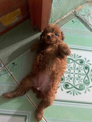 Chó Poodle đực màu Nâu đỏ