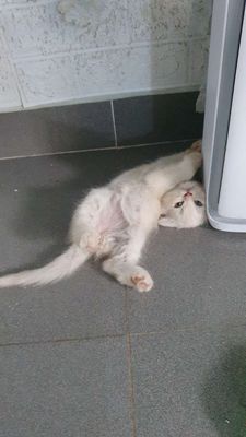 Mèo Anh Lông Dài & Ngắn.. Mua bán Mèo tại Quận 7 Tp Hồ Chí Minh được đăng bởi Ly Nguyen hình 1