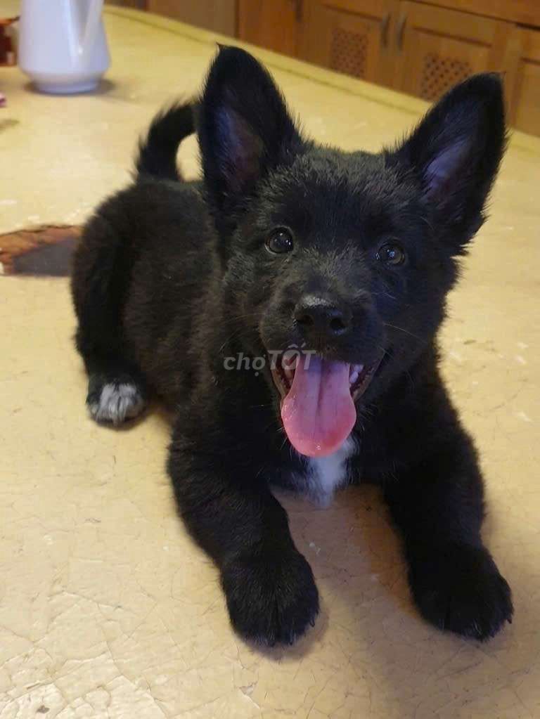 Chó Corgi F1 Đực Con Chân lùn. Mua bán Chó tại Quận Tân Bình Tp Hồ Chí Minh được đăng bởi HƯNG LỘC PHÁT hình 1