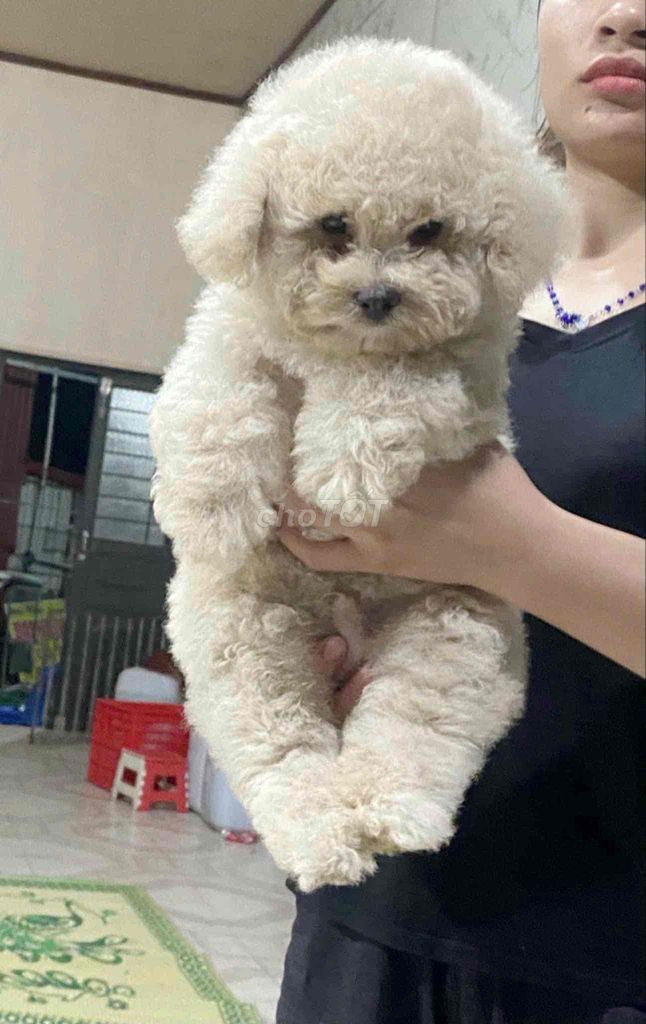 các bé poodle trắng tinh 55 ngày tuổi