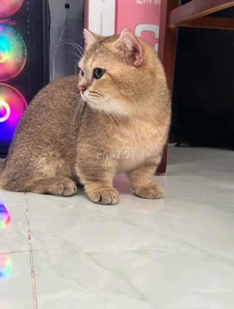 Mua Bán-phối giống. Mua bán Chó tại Huyện Gò Dầu Tây Ninh được đăng bởi Tâm Pom có ZaIo hình 4