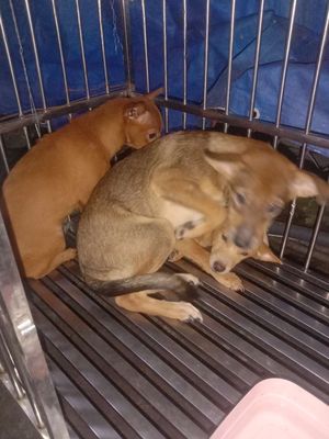 Chó con Nâu 3 bé. Mua bán Chó tại Thị xã Tân Uyên Bình Dương được đăng bởi Vu mai huong