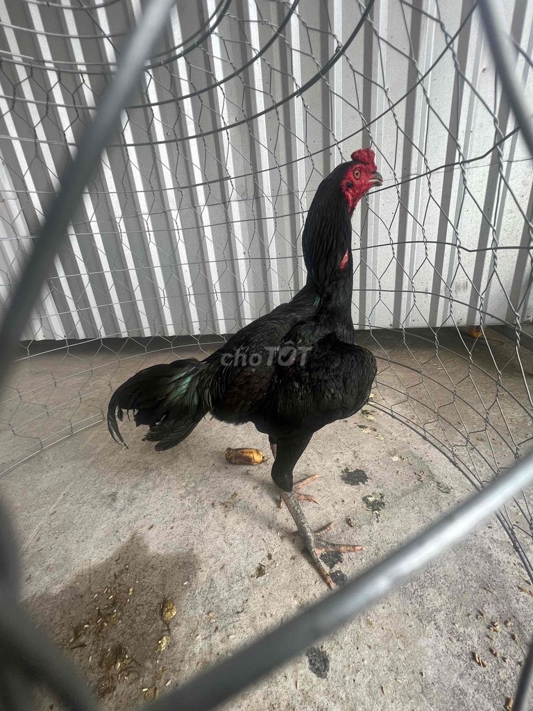 Gà Đòn Ô Chân xanh Tơ Zin 2,7kg. Mua bán Gà tại Huyện Thủ Thừa Long An được đăng bởi SANG hình 1
