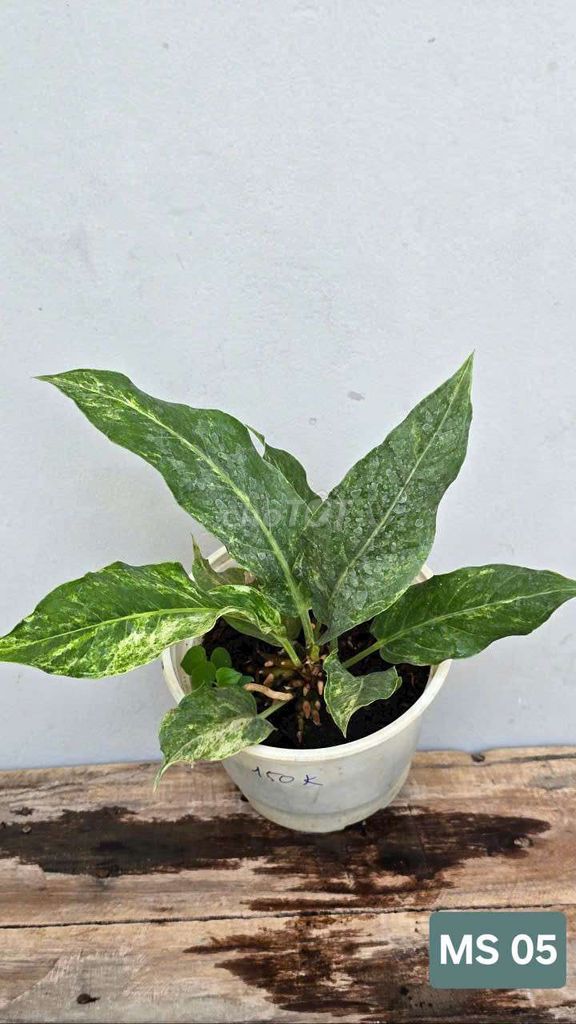 Anthurium Hookeri Var. Mua bán Cây cảnh, đồ trang trí tại Huyện Lấp Vò Đồng Tháp được đăng bởi Cây Cảnh Mộc Uyển Thanh  hình 5