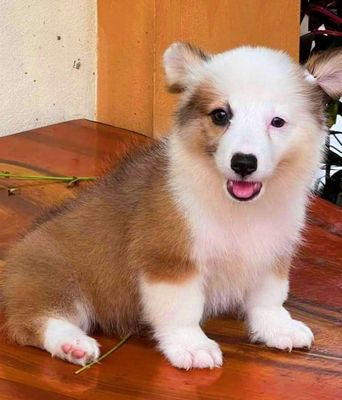 Bé chó  corgi xinh tìm nhà mới ạ