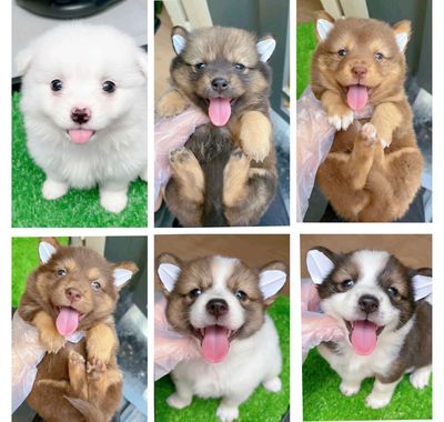 Phóc sóc, corgi x nhật mini 800 gram