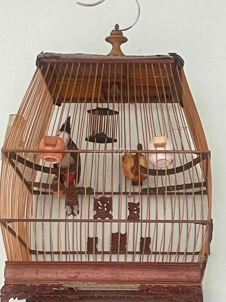 Chim chào mào 2 mùa. Mua bán Chim tại Quận Hải Châu Đà Nẵng được đăng bởi Nhật Minh Bạch Nguyễn hình 1