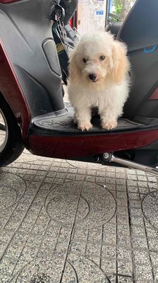 Poodle tiny. Mua bán Chó tại Quận 8 Tp Hồ Chí Minh được đăng bởi Nguyễn Mạnh 