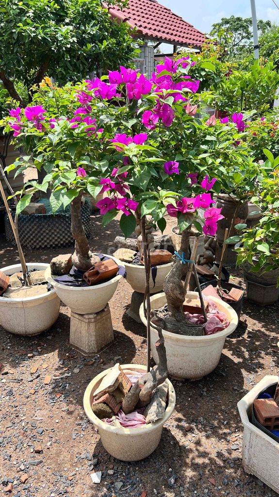 Hoa giấy Pháp tím siêng hoa. Mua bán Cây cảnh, đồ trang trí tại Huyện Hóc Môn Tp Hồ Chí Minh được đăng bởi hoangdq hình 1