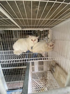 Mèo anh lông dài lai  ba tư. Mua bán Mèo tại Thành phố Thủ Đức Tp Hồ Chí Minh được đăng bởi Ngoc Duong