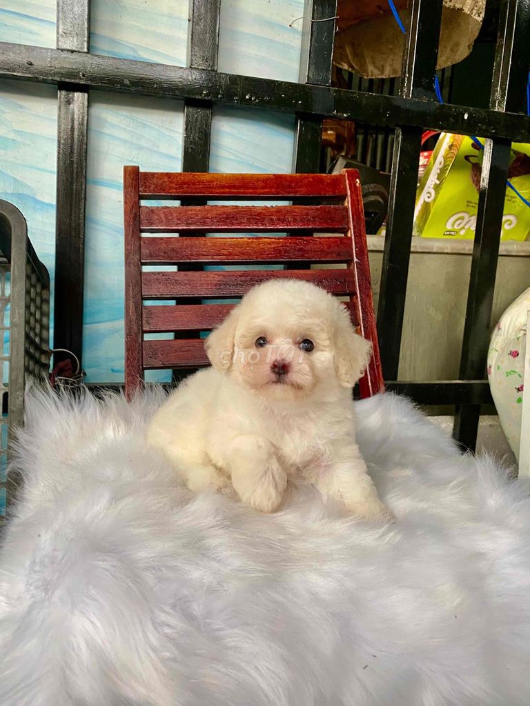 Trai xinh mặt gấu mắt tròn. Mua bán Chó tại Quận Phú Nhuận Tp Hồ Chí Minh được đăng bởi PET SHOP NẮNG hình 1