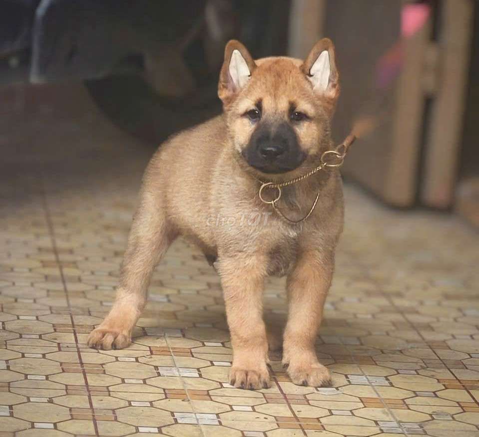 Chó Mông cộc đực 2 tháng đã tiêm. Mua bán Chó tại Quận Gò Vấp Tp Hồ Chí Minh được đăng bởi Lan Phương hình 1