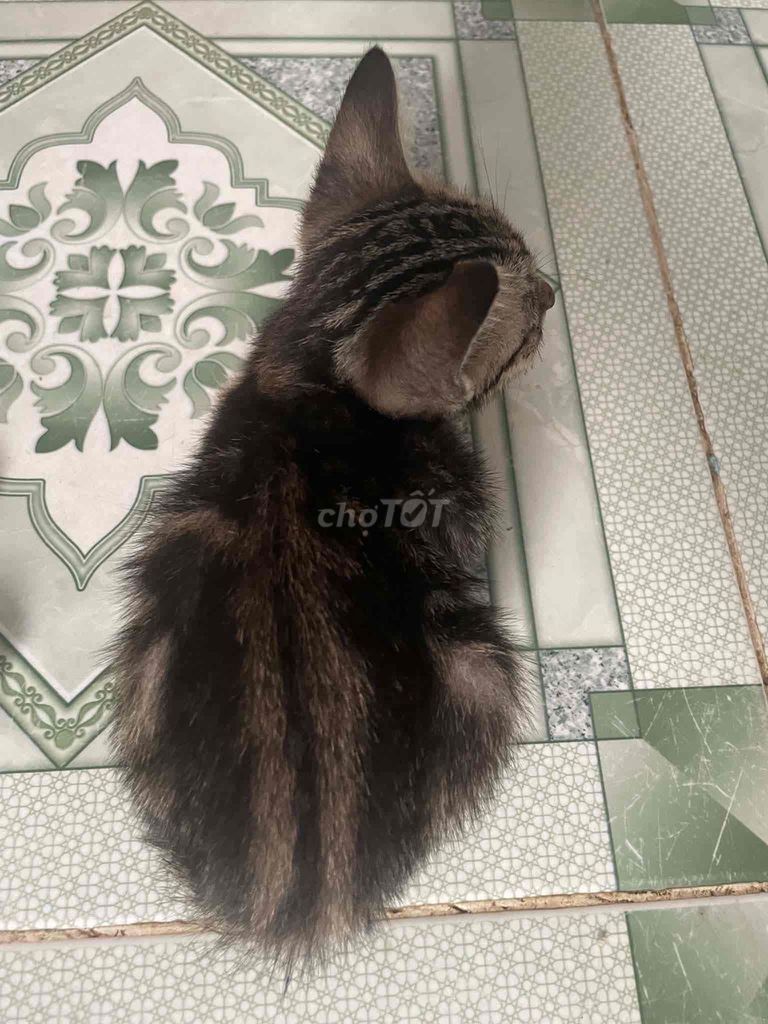Mèo con. Mua bán Mèo tại Quận Bình Thạnh Tp Hồ Chí Minh được đăng bởi Tiểu Tuyết hình 1